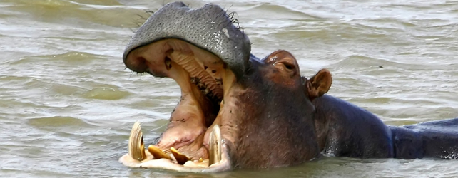 Hunting Hippos: Winning approval from the C-level for content marketing